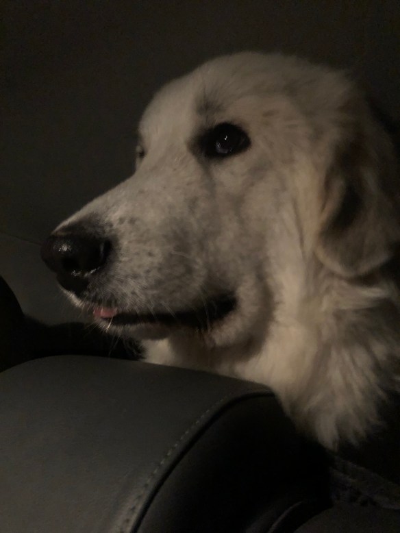 Die Bella fährt zu ihrer Hundeschule