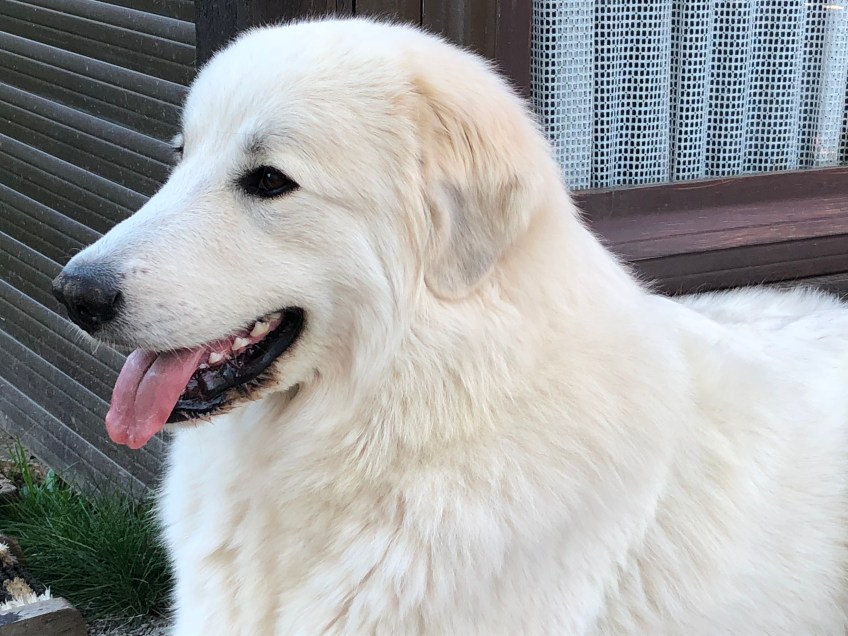 … Prinzessin Idefix …