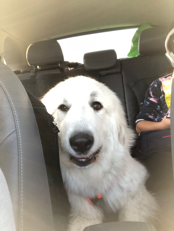 Die Bella in ihrem roten Auto