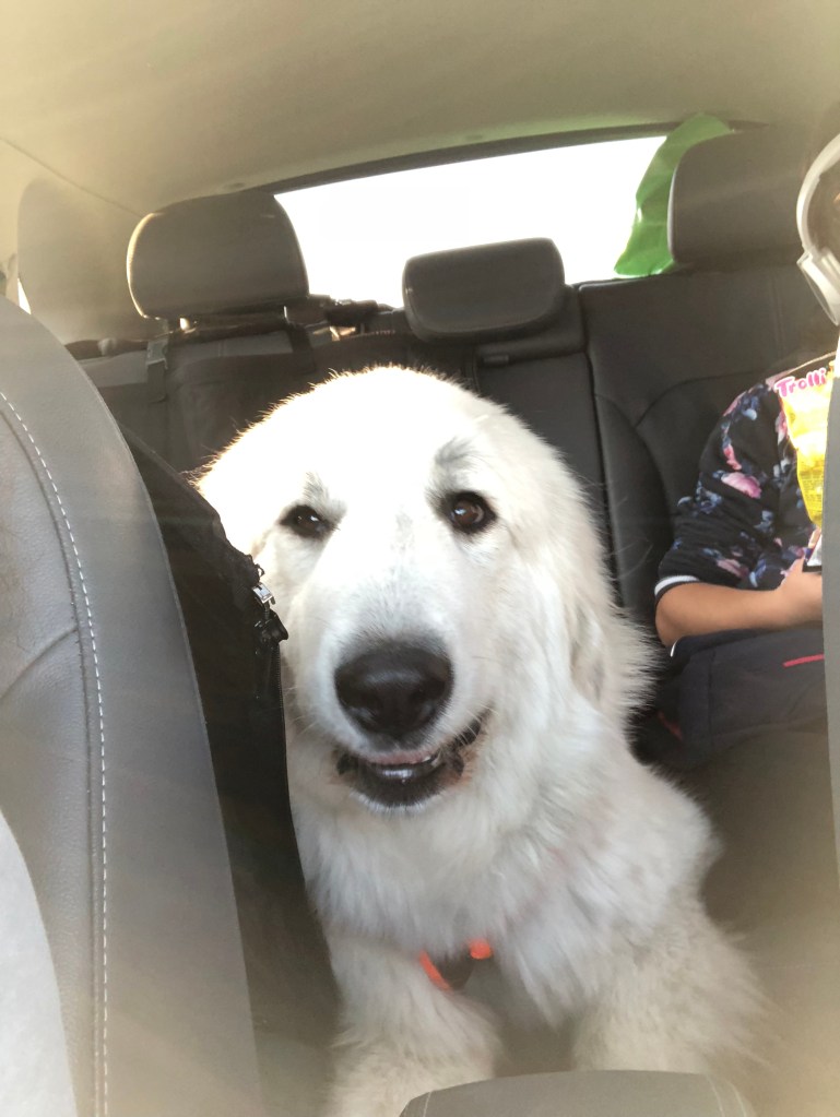 Die Bella in ihrem roten Auto