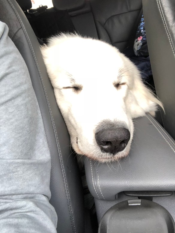 Die Bella schlummert ganz aufmerksam!