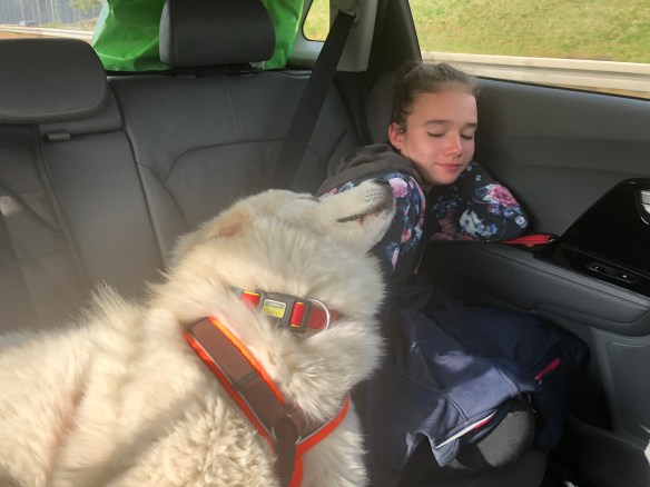 Die Bella und die kleine Menschenschwester schlummern im Auto