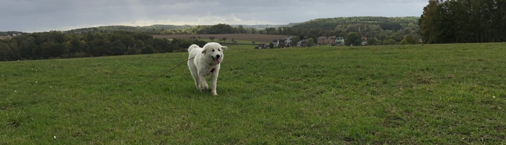 Die Bella auf der großen Feldwiese