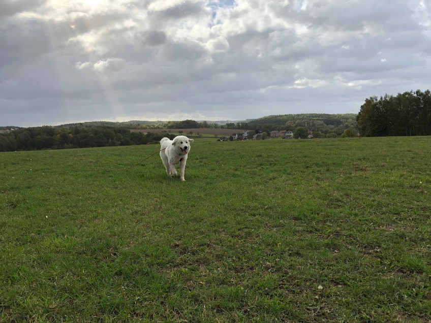 Die Bella auf der großen Feldwiese