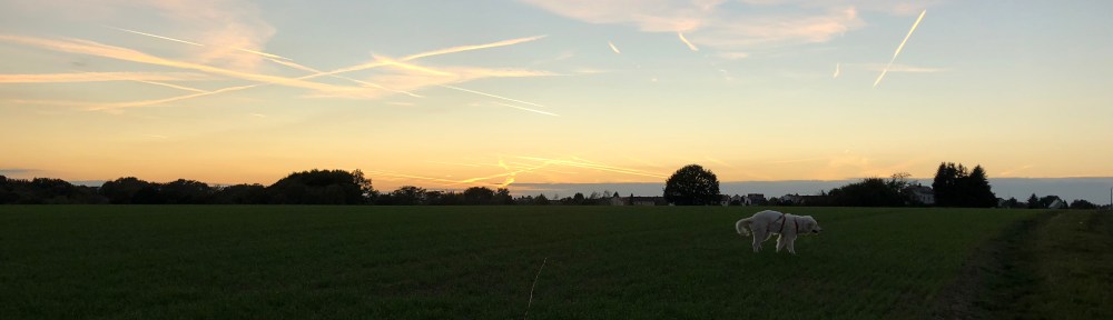 Abendspaziergang auf meiner großen Feldwiese