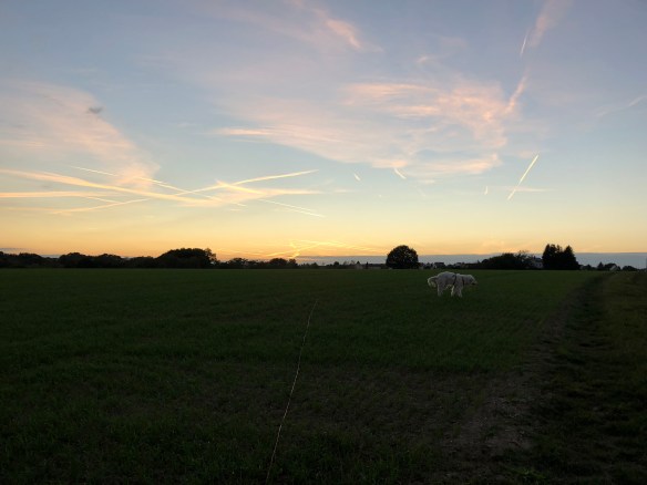 Abendspaziergang auf meiner großen Feldwiese