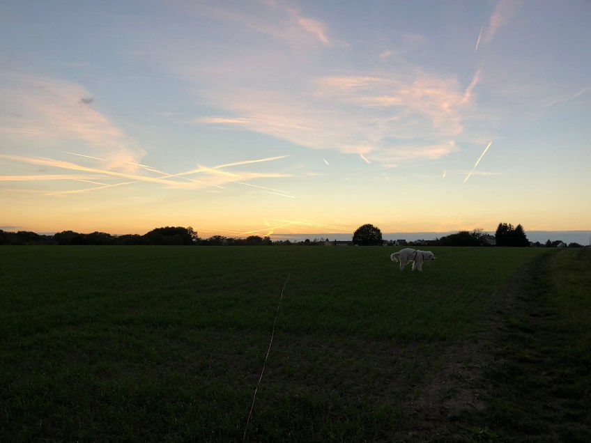 Abendspaziergang auf meiner großen Feldwiese