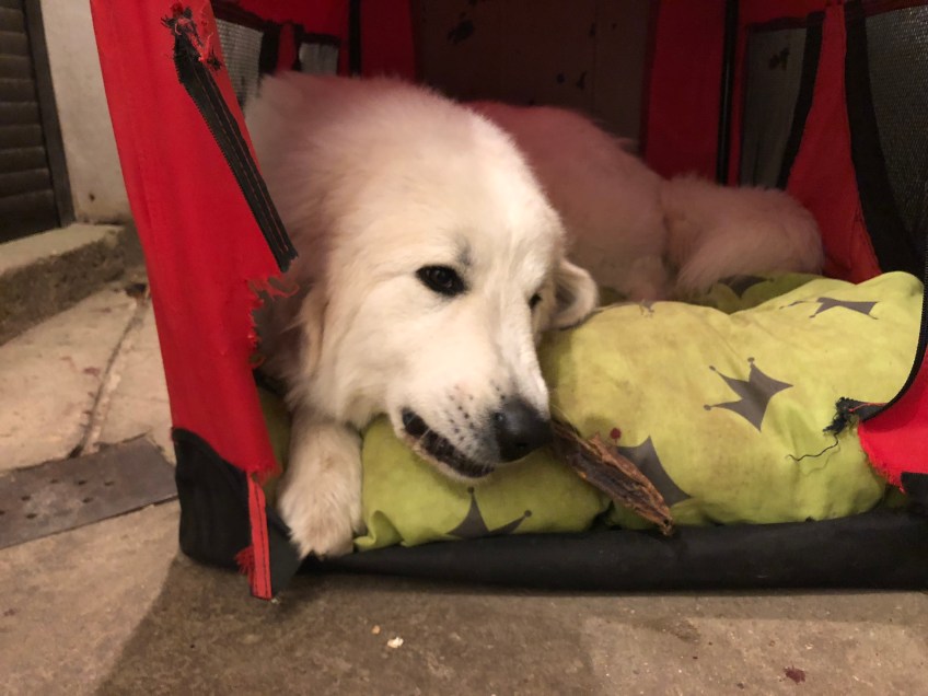 Noch knabbern, dann schlummern. Gute Nacht 🐶👸🏼🐾!