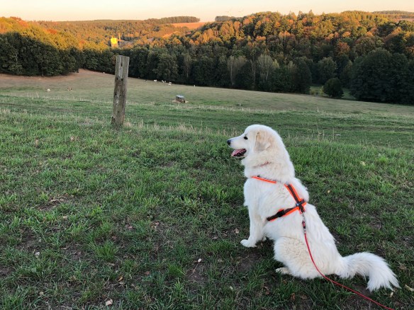 Die Bella beobachtet die Rindviehcher
