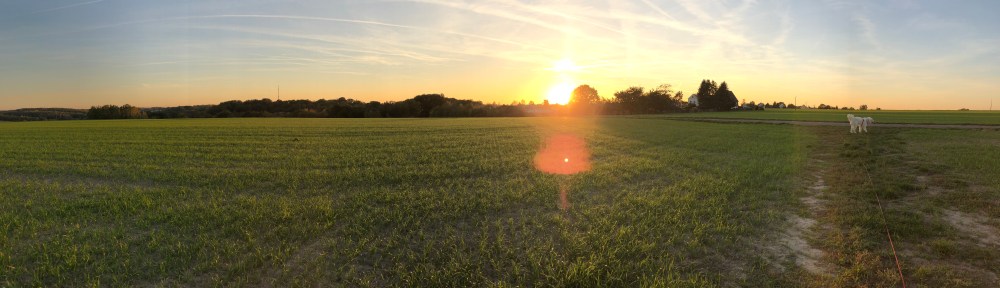 Sonnenuntergang beim Abendspaziergang an der großen Feldwiese