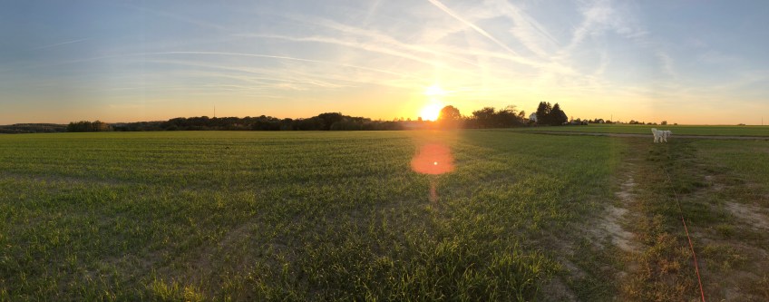 Sonnenuntergang beim Abendspaziergang an der großen Feldwiese
