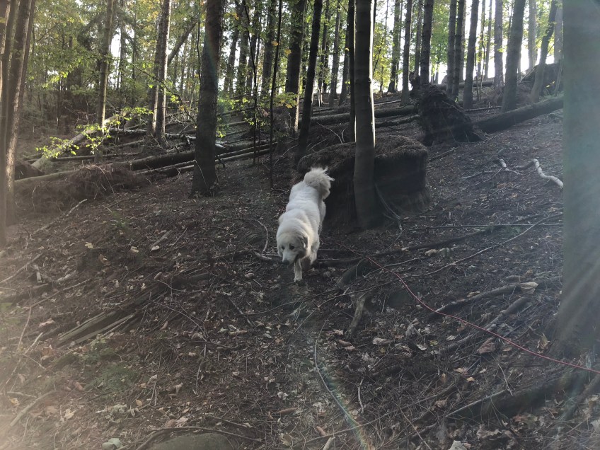 … durch den Wald …