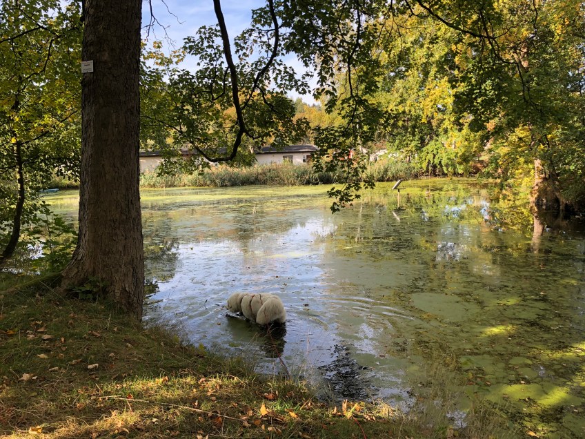 … und in den Inselteich!