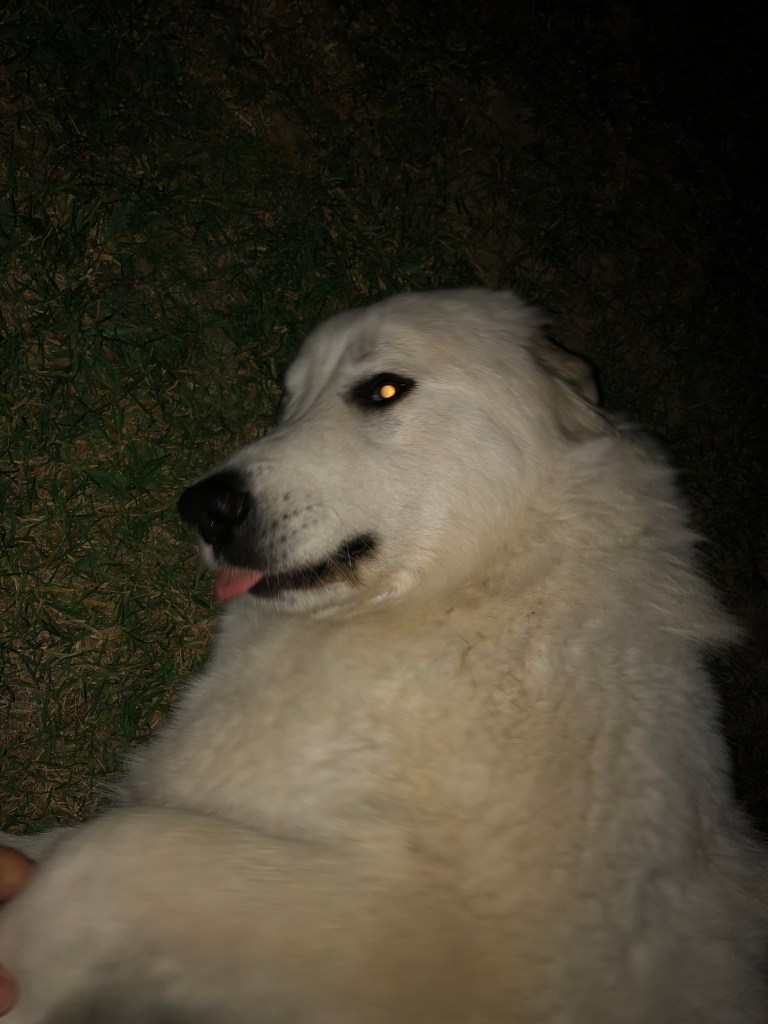 Jaaaaa, das gefällt der Kuschelpyri!