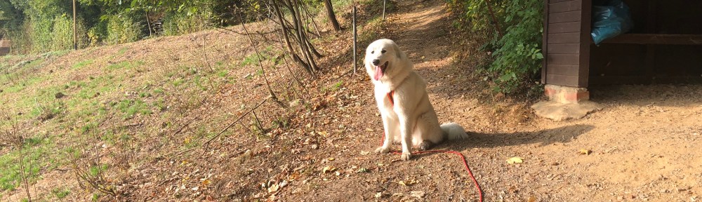 Kurze Pause an der Rindviehcherwiese