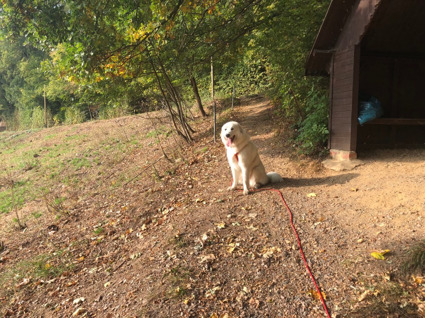 Kurze Pause an der Rindviehcherwiese