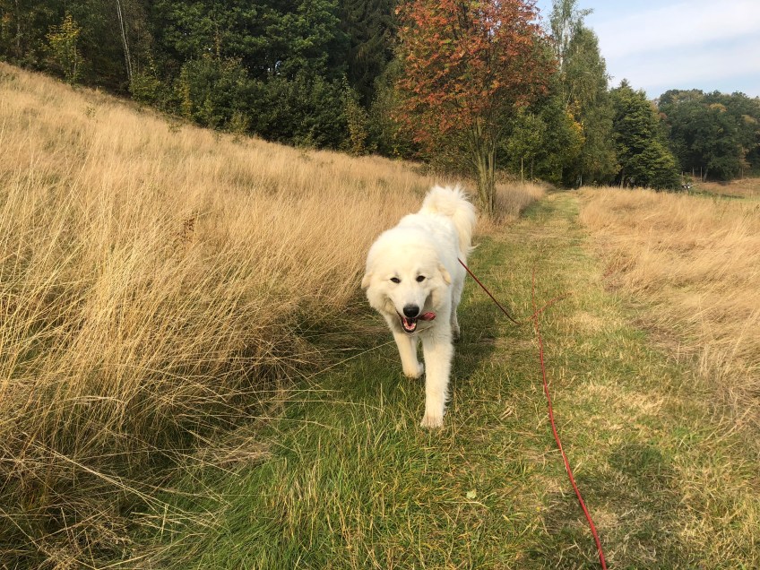 Die Bella auf dem Heimweg