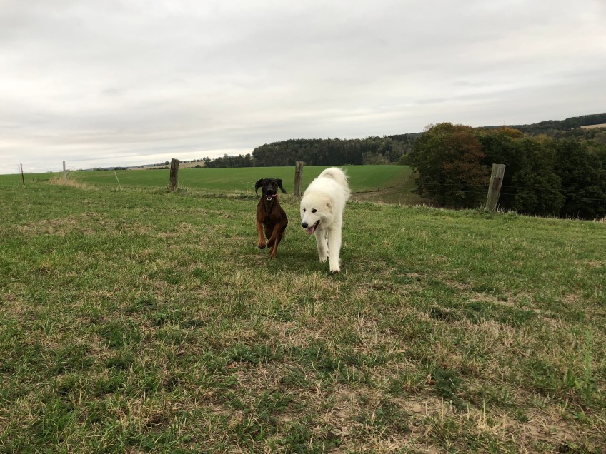 Die Bella und die Cora, ihre Bayerische Gebirgsschweißfreundi
