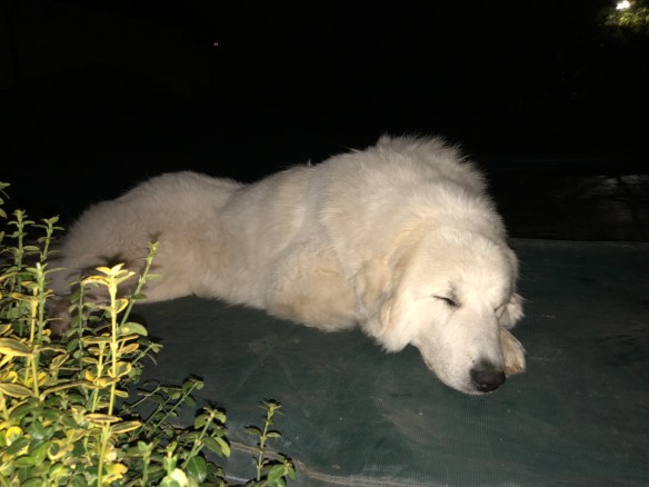 Bin müde. Gute Nacht!