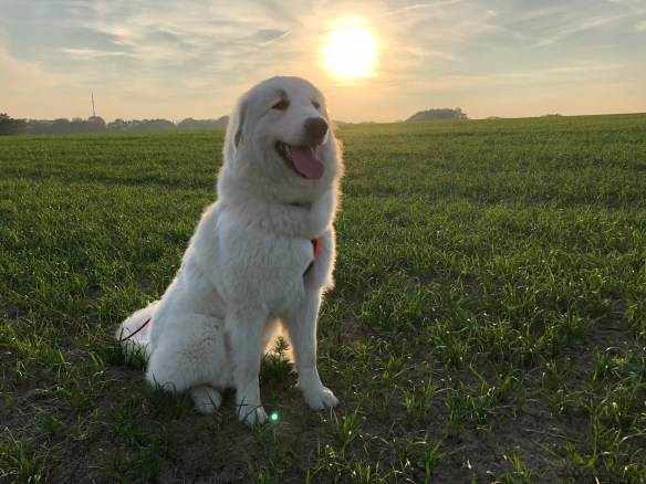 Die Bella und ihre liebe Sonne