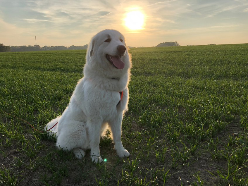 Die Bella und ihre liebe Sonne