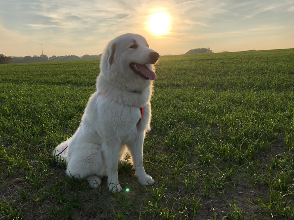 Sonnenuntergang vbeim Abendspaziergang