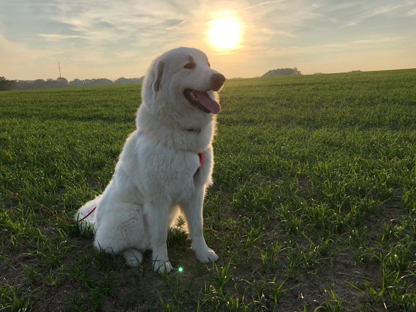 Sonnenuntergang vbeim Abendspaziergang