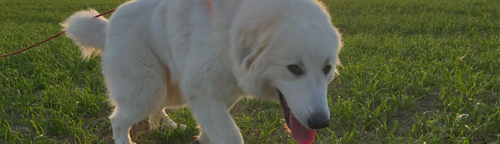 Die Bella schlendert über ihre große Feldwiese
