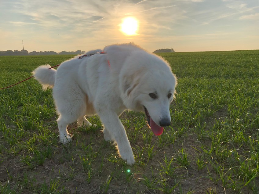 Die Bella schlendert über ihre große Feldwiese