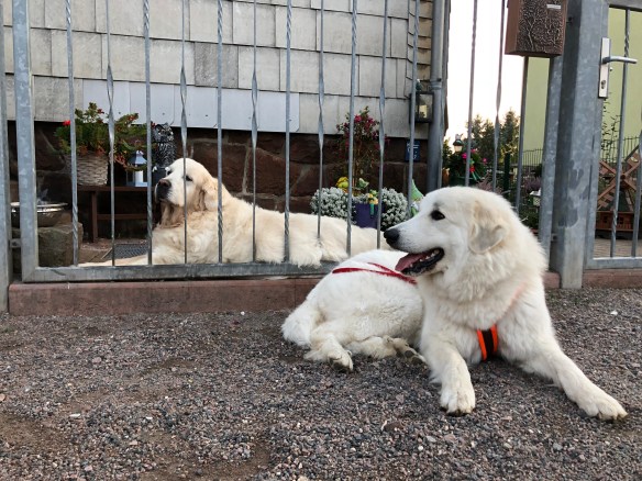 Die Bella und der Charlie