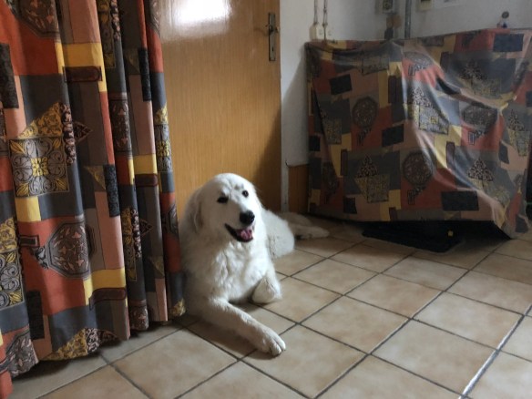 DIe Bella will zur Hundeschule!