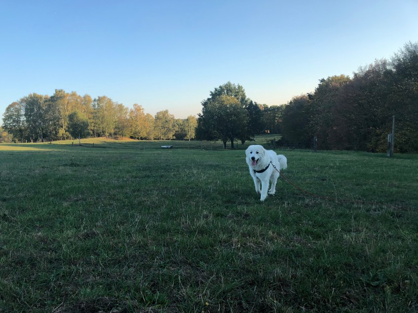 Die Bella macht einen Abendspaziergang …