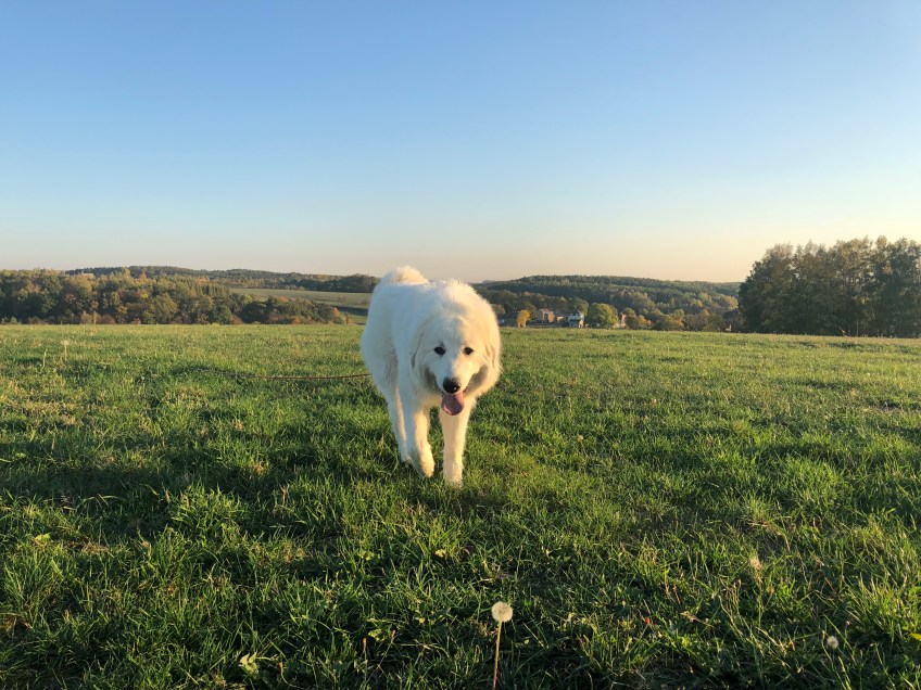 … auf ihrer großen Feldwiese