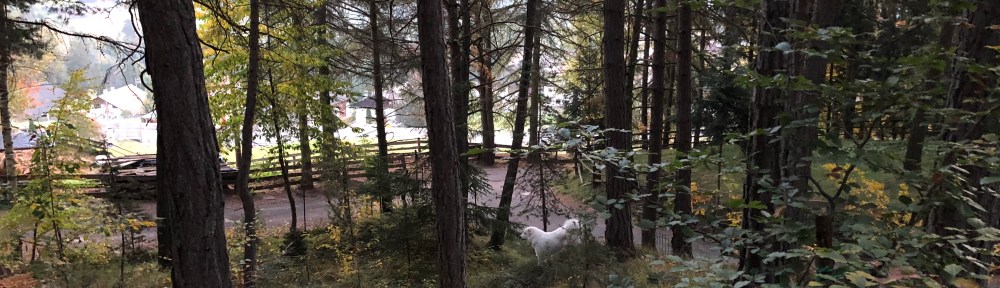 Morgenspaziergang in meinem Urlaubswald