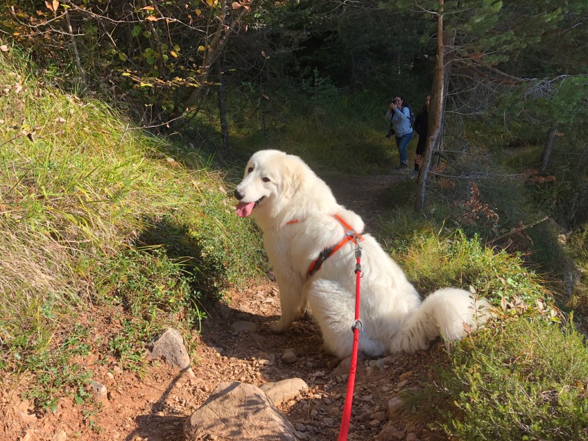 Pause. Die Bella muß auf ihre Menschen warten.