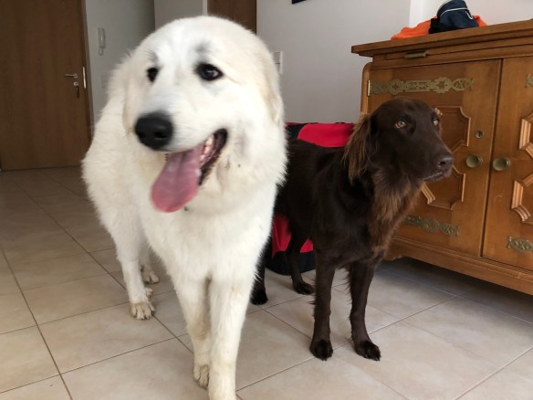 Die Bella und die Shari