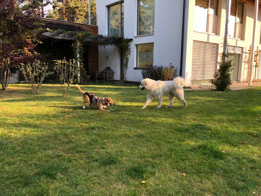 Die Bella spielt mit Dakota