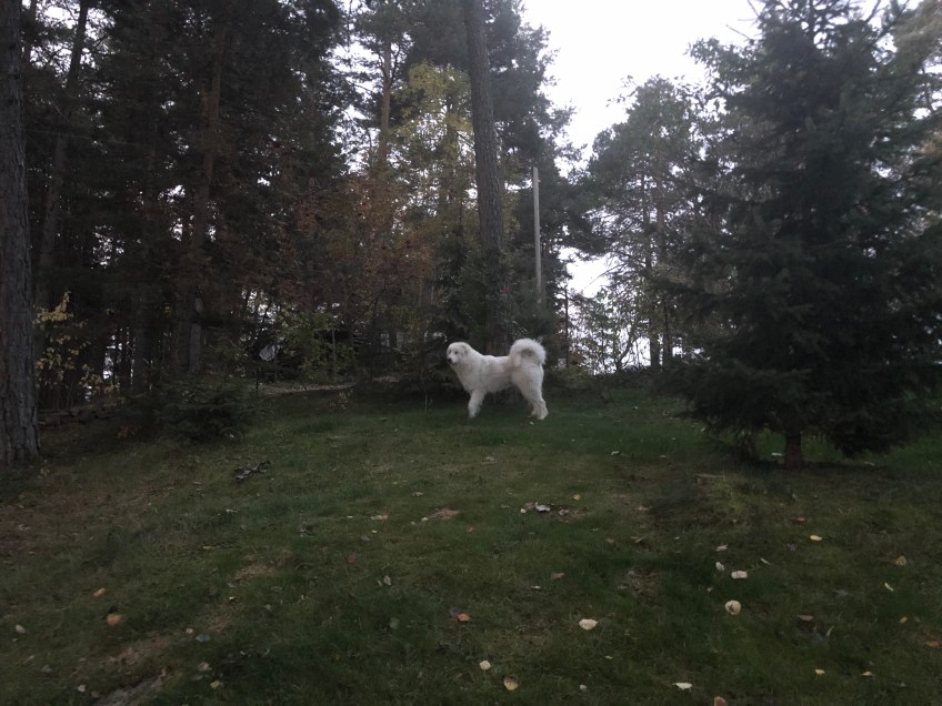 Die Bella in ihrem Urlaubsgarten