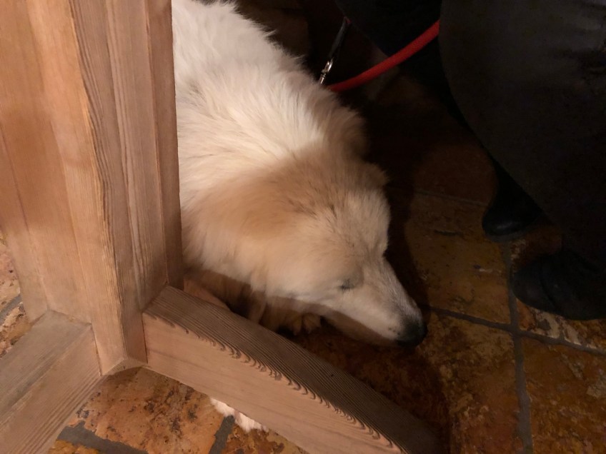 Die Bella schlummert in der Gaststätte …