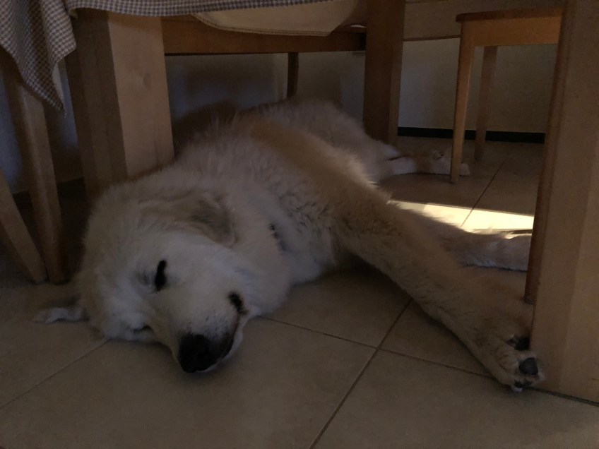 … und unter ihrem Küchentisch