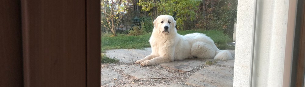 Die Bella im Urlaubsgarten …