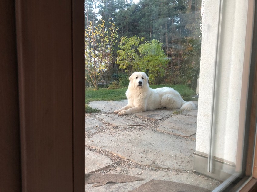 Die Bella im Urlaubsgarten …