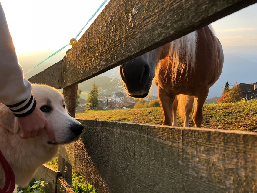 Die Bella bei den Haflingers