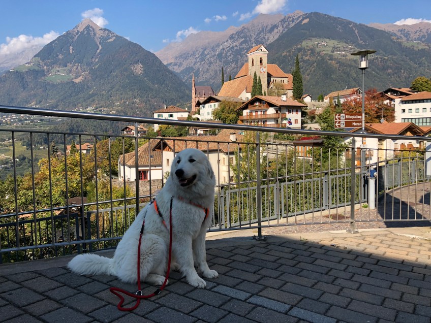 Die wunderschöne Bella in Schenna