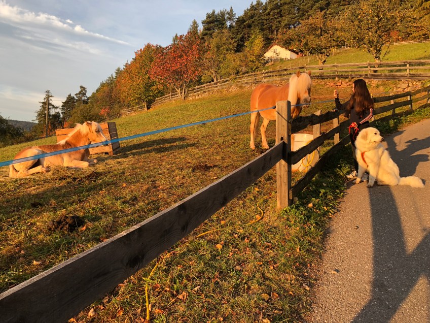 Frühstücksbrötchen holen. Und Haflingers begrüßen!