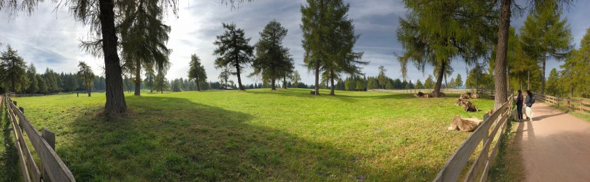 Weiden auf dem Weg zum Langfenn