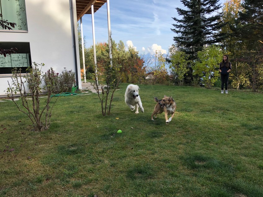 Mit Dakote durch den Urlaubsgarten toben