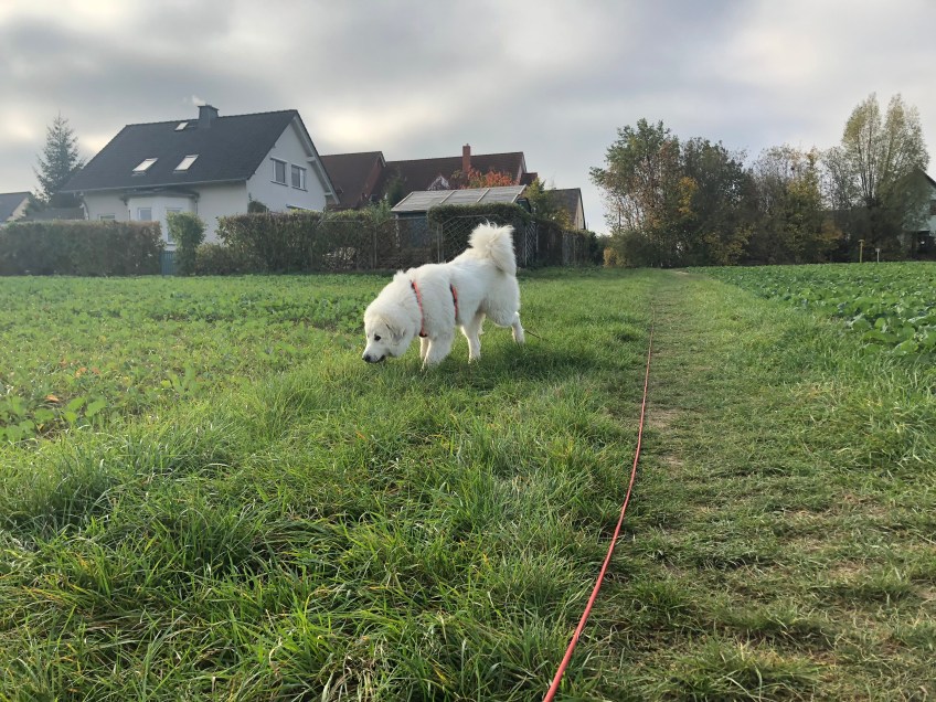 Die Bella macht einen Sonntagmorgenspaziergang …
