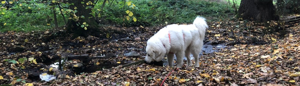… und trinkt im kleinen Bächlein