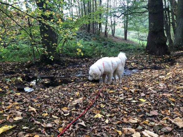 … und trinkt im kleinen Bächlein